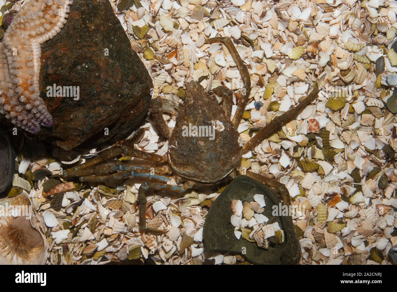 Atlantische Seespinne, Nordische Seespinne, Hyas araneus, Atlantic Lyra, Krabben, große Seespinne, Kröte, die Krabbe Stockfoto