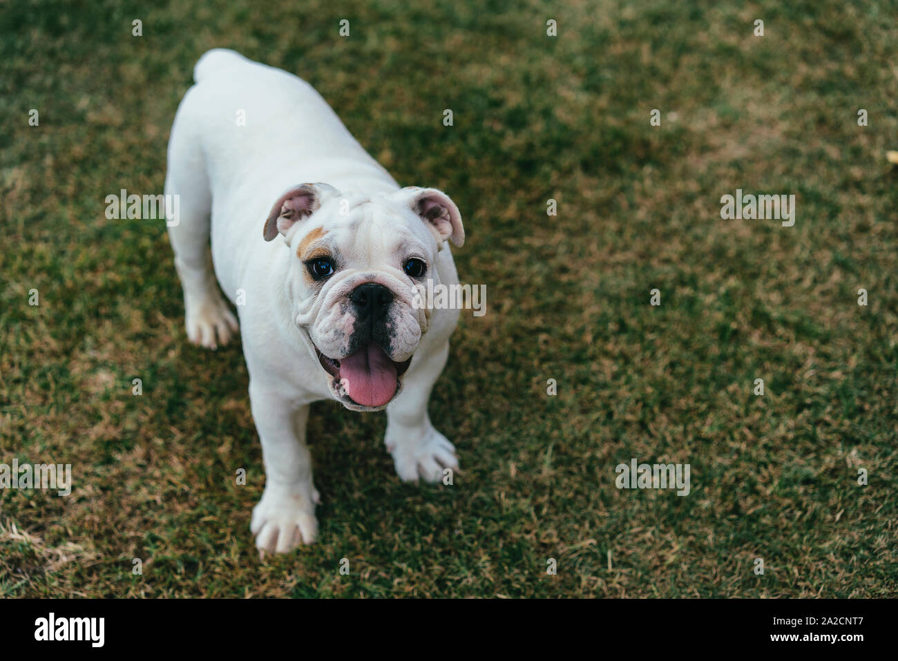 Junge englische Bulldogge im Garten mit der Zunge außerhalb Stockfoto