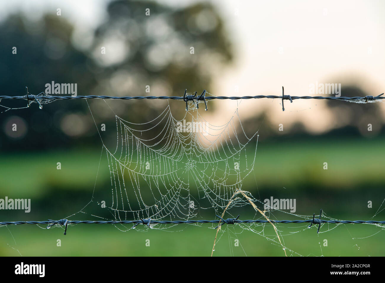 Tau spinnen Web auf einem Stacheldrahtzaun am frühen Morgen. Großbritannien Stockfoto