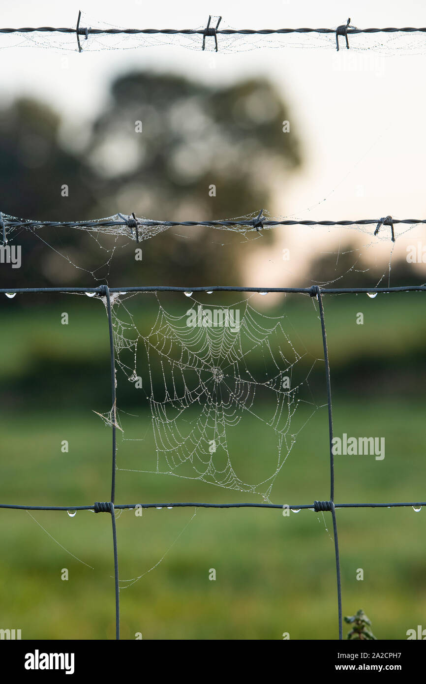 Tau spinnen Web auf einem Stacheldrahtzaun am frühen Morgen. Großbritannien Stockfoto