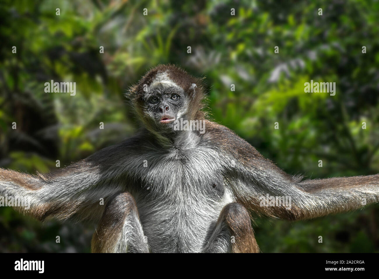 Braune spinne Monkey/Bunte spider Monkey (ateles Hybridus) im Regenwald, beheimatet in Kolumbien und Venezuela Stockfoto