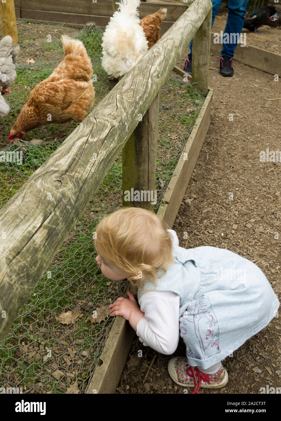 Kleinkind bei Hühnern durch Zaun suchen, Großbritannien Stockfoto