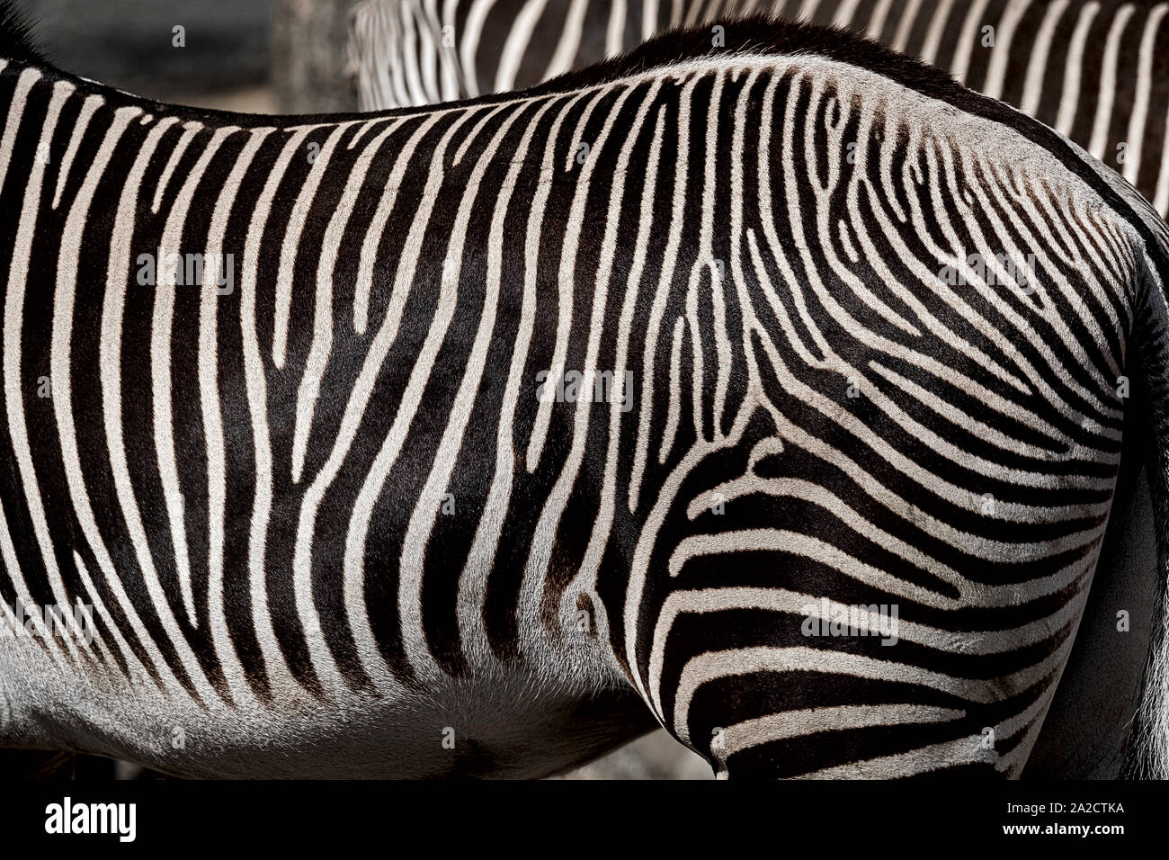 Bauch und hind Teil eines Zebras, wunderschön abgestreift Stockfoto