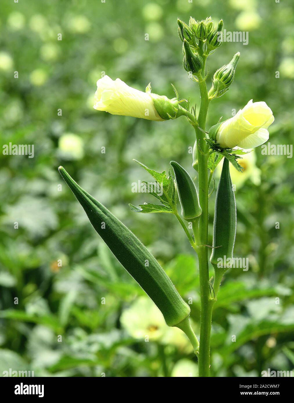 Lady Fingers Okra : Frischer Okra Lady Finger Okra Extrakt Getrocknetes Okra Pulver Buy Getrocknet Okra Pulver Okra Samen Frische Baby Okra Product On Alibaba Com / The dietary fiber content of an okra/lady finger is known to be high and hence many health specialists recommend it for digestive.
