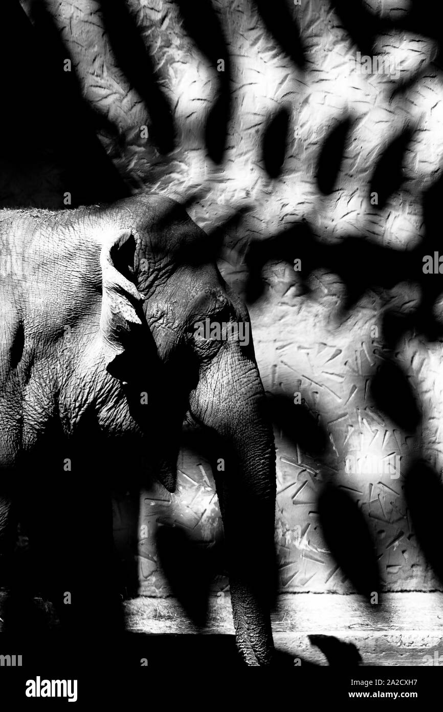 Elefant Porträt im Zoo in Rom Stockfoto