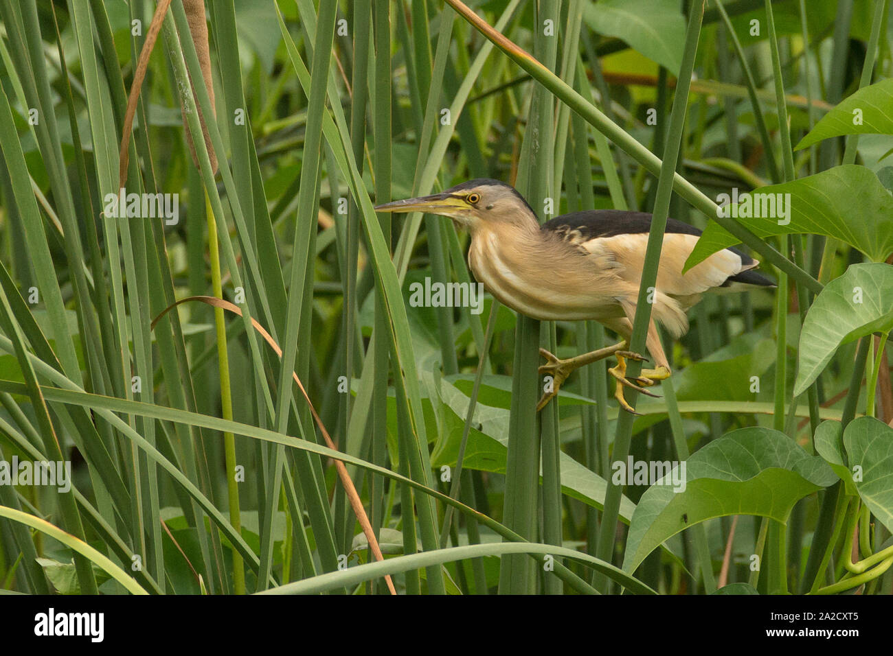 Eine männliche kleine Seeschwalbe (Ixobrychus minutus) in der Nähe von nal-sarovar Vogelschutzgebiet Gujarat, Indien Stockfoto