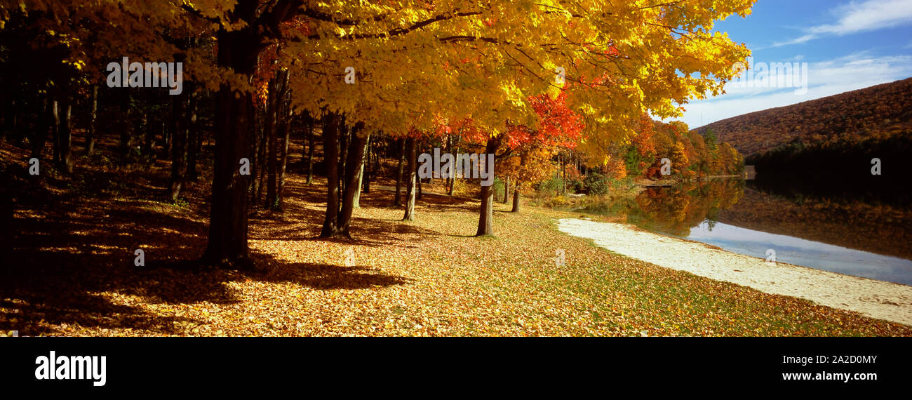 Bäume im Wald im zentralen Pennsylvania, Pennsylvania, USA Stockfoto