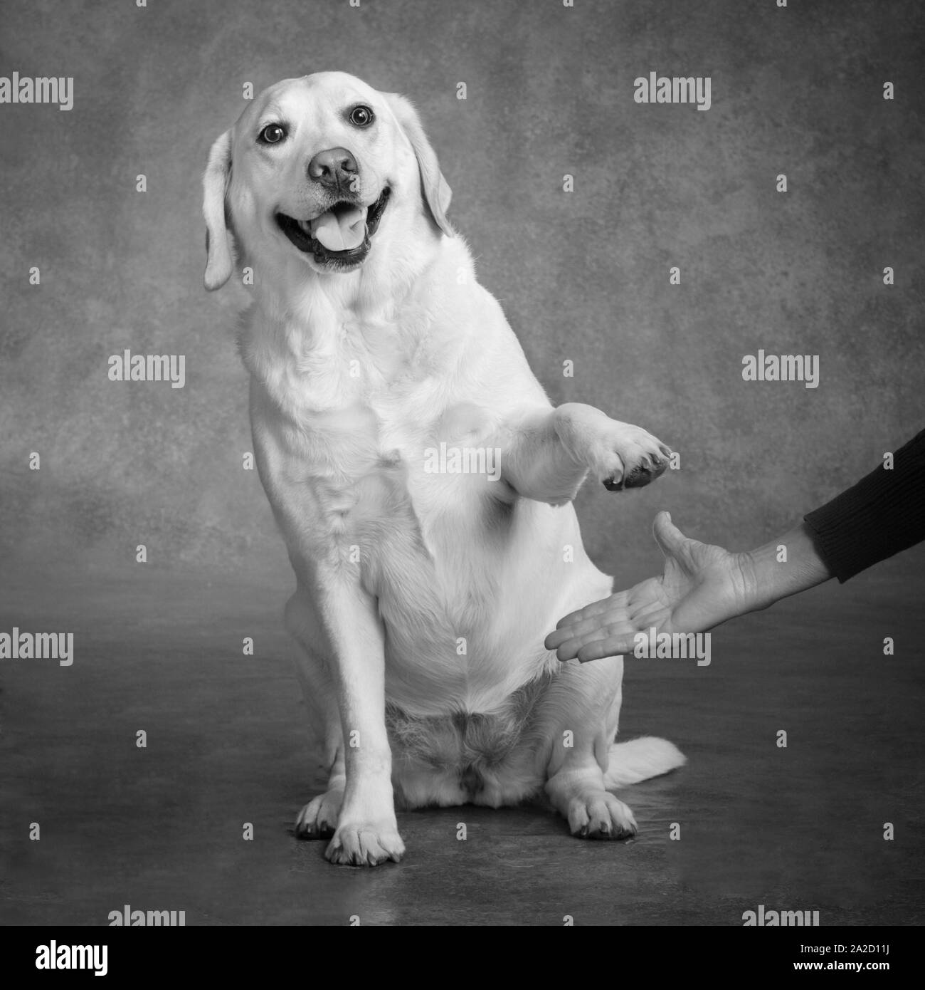 Portrait von gelben Labrador Hund Stockfoto