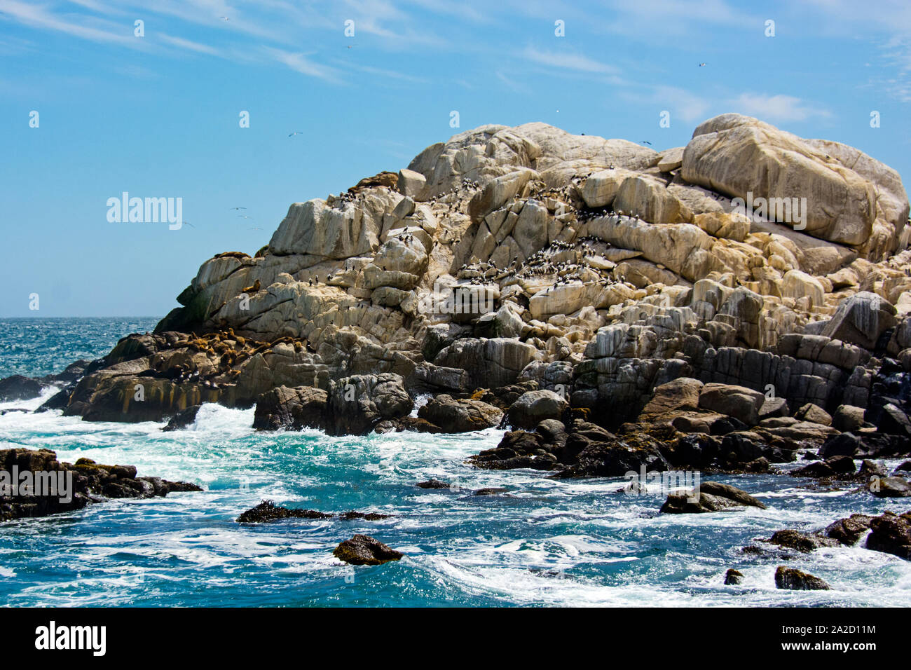 Kolonie der südamerikanischen Seelöwen (Otaria Flavescens) ruht auf küstennahen Felsen, Patagonien, Chile, Südamerika Stockfoto