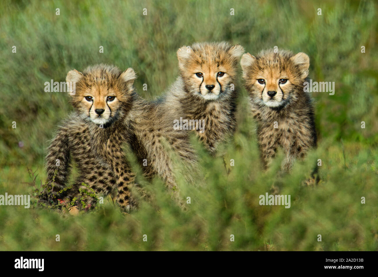 Close up Portrait von Geparden (Acinonyx jubatus) Cubs, Ngorongoro Conservation Area, Tansania, Afrika Stockfoto