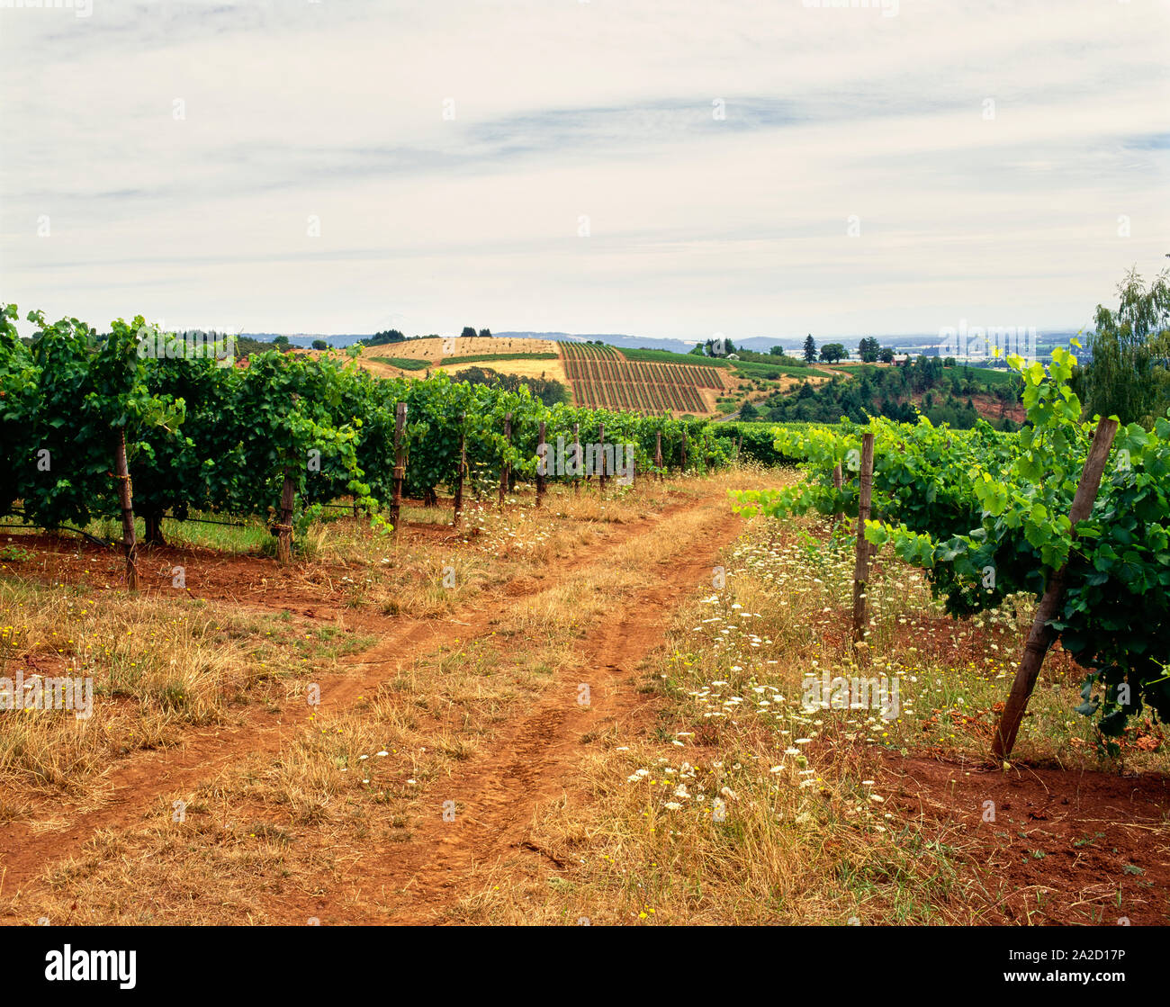 Weinberg in der Nähe der Stadt Dundee, Yamhill County, Oregon, USA Stockfoto