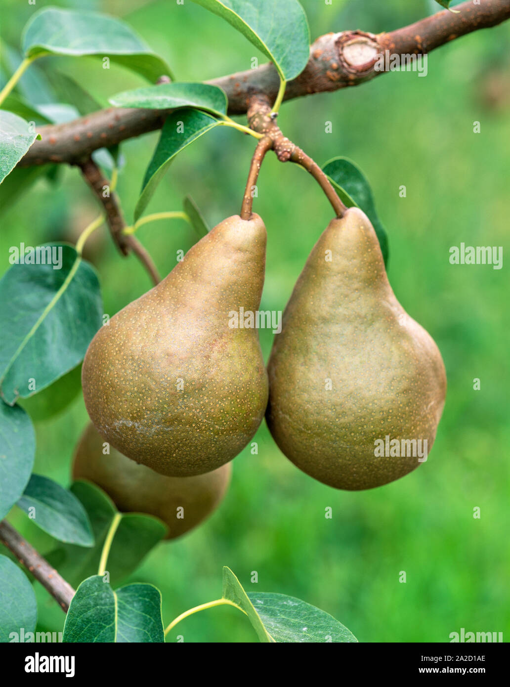 Birnen am Baum, Louisville, Hood River County, Oregon, USA Stockfoto