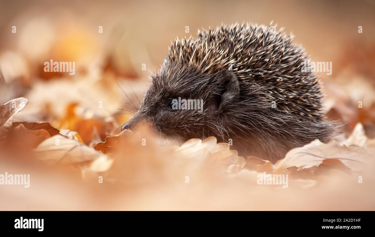 Europäische Igel, Erinaceus europaeus, Sniffing im Herbst Wald mit Orange treibt auf den Boden. Wildes Nagetier mit Schnauze in der Wildnis Stockfoto