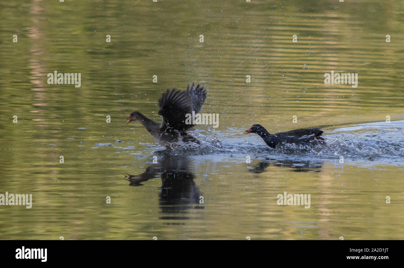 Teichhuhn in der Schlacht im See Stockfoto