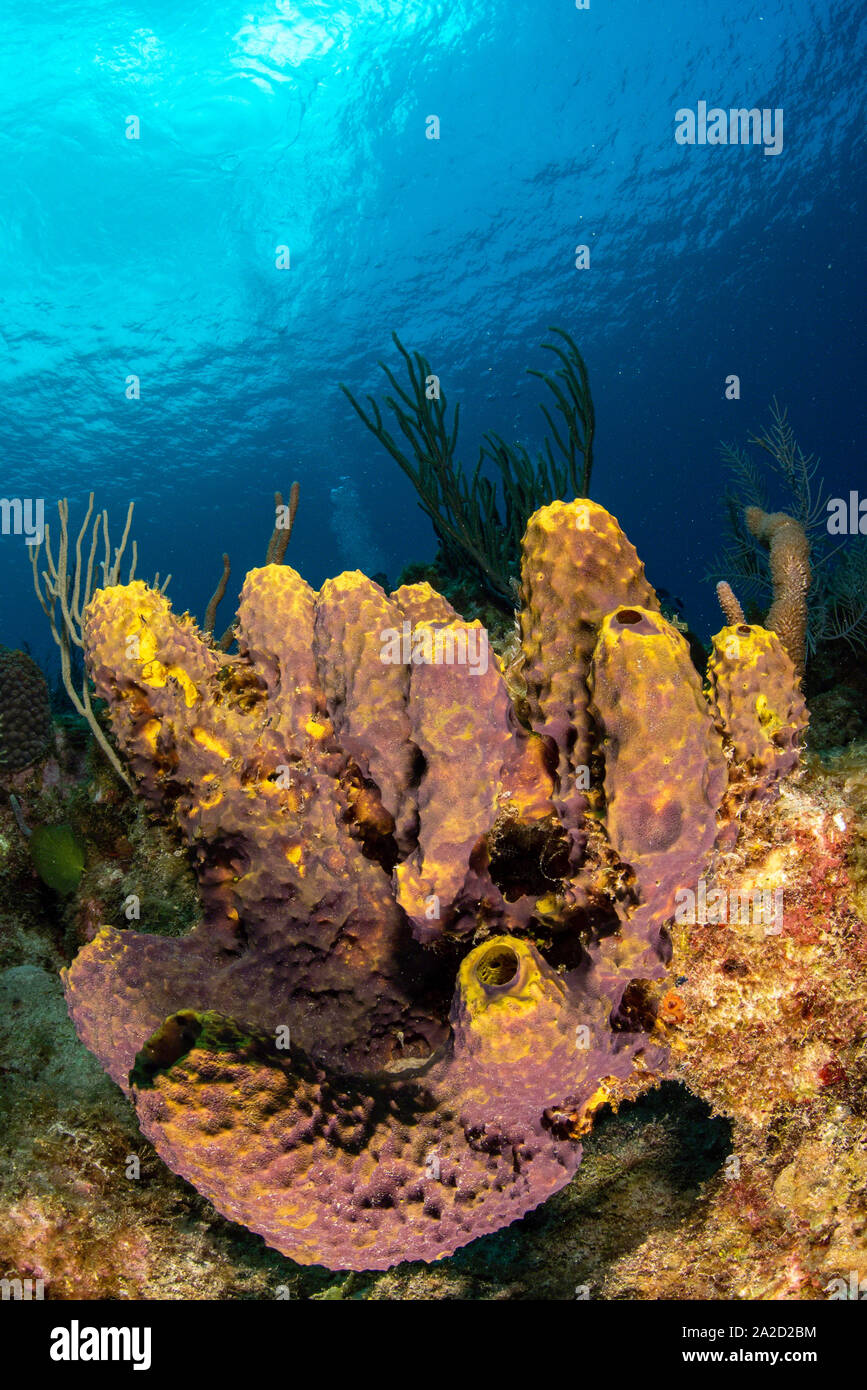 Eine gelbe Tube Schwamm (Aplysina fistularis) an Sessel, Grand Cayman Stockfoto