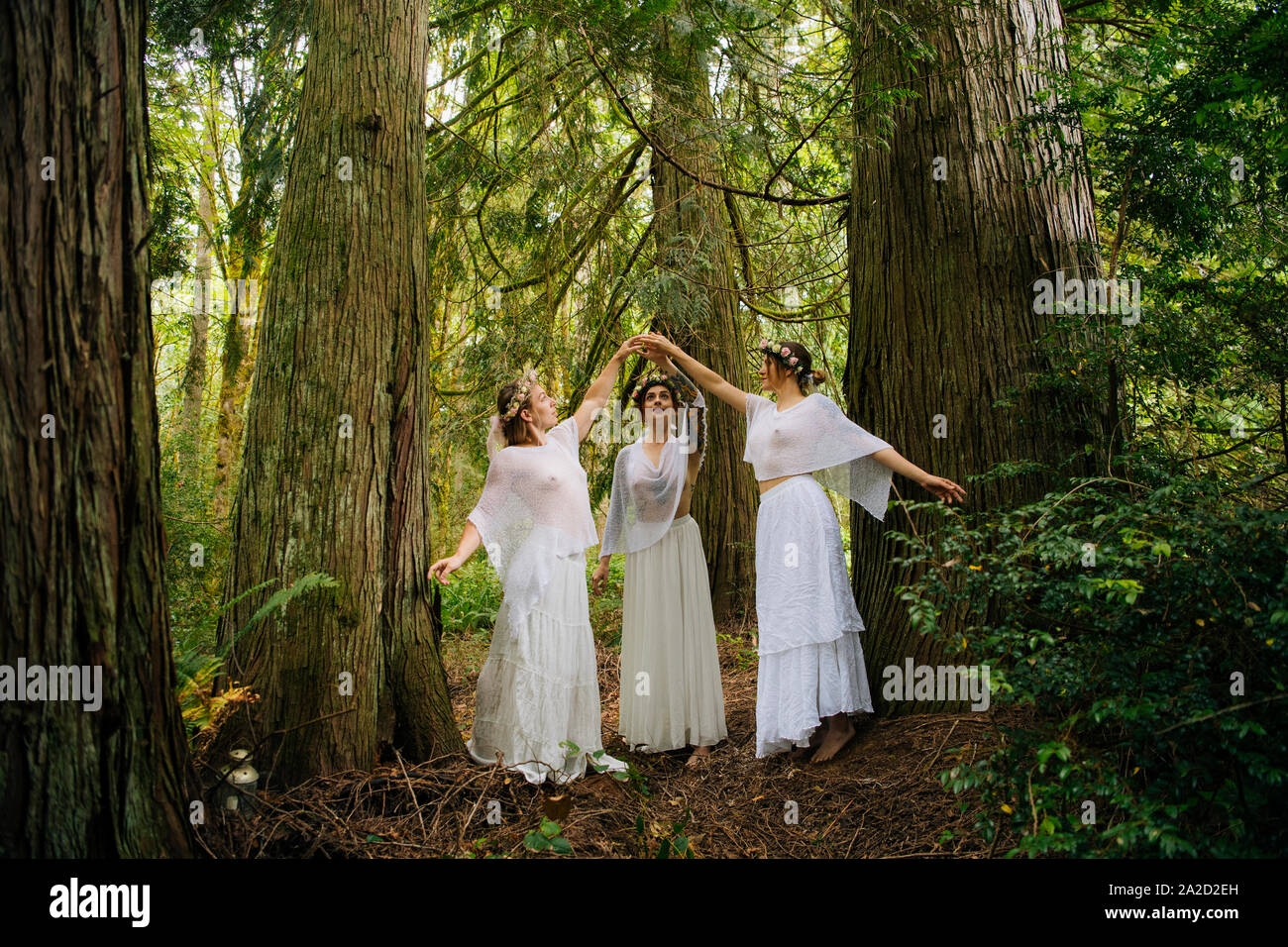 Drei Frau Nymphen in Wald, Bainbridge Island, Washington, USA Stockfoto