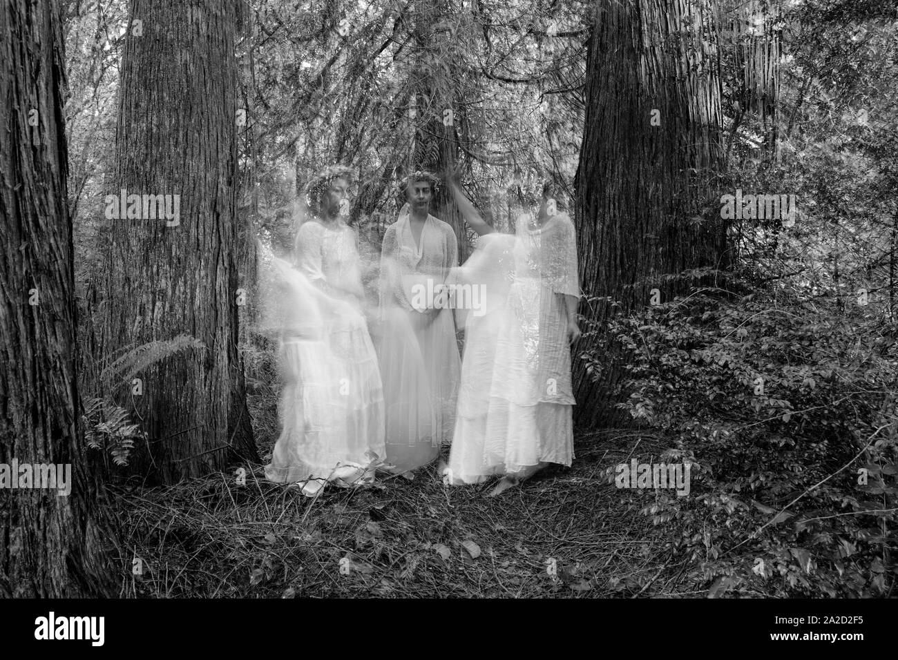 Drei Frau Nymphen in Wald, defokussiert, Bainbridge Island, Washington, USA Stockfoto