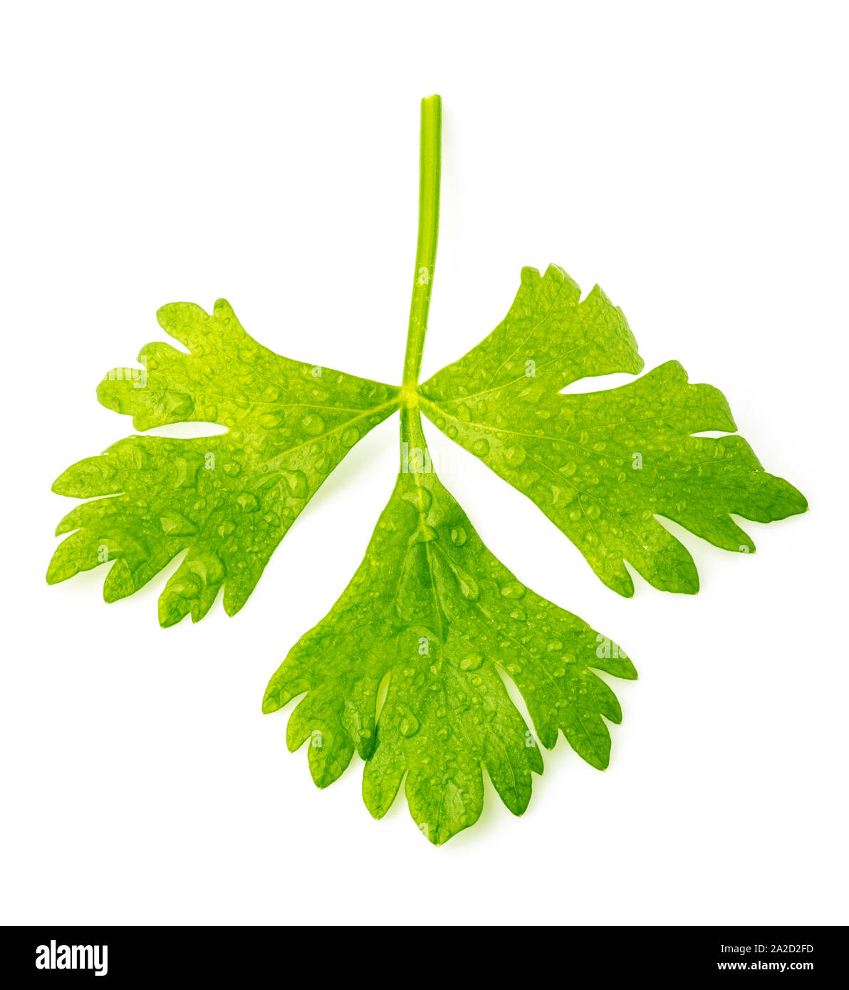 Rohe grüne Sellerieblättern isoliert auf weißem, gestapeltes Bild, alle im Fokus Stockfoto