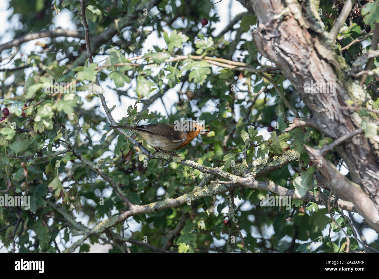 Robin (Erithacus Rubecula) in einem Baum gehockt Stockfoto