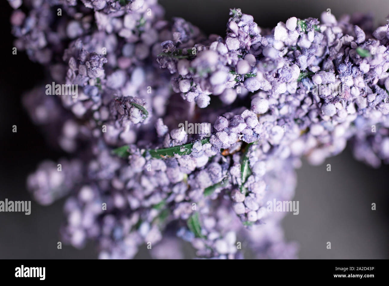 Detail von frischem Lavendel Knospen auf einem dunklen Hintergrund Schiefer Stockfoto