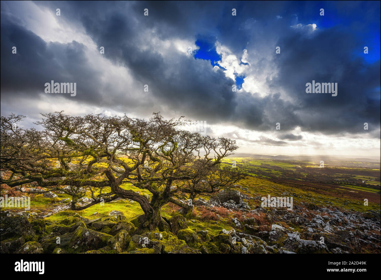 Verwitterter Baum in Dartmoor, Devon, England Stockfoto