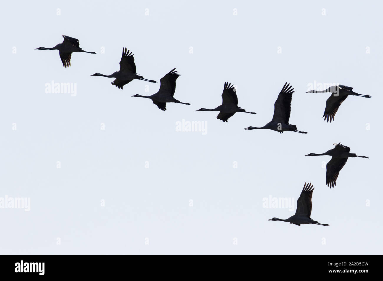 Herde von Kranich (Grus Grus) im Flug wie Silhouetten, Welney, Norfolk, England Stockfoto