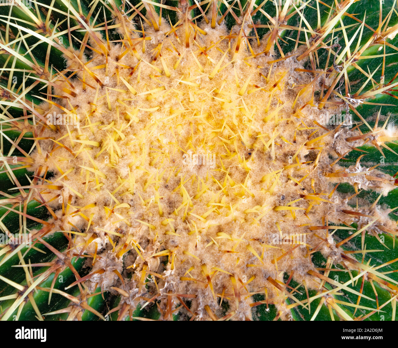 In der Nähe von Grün barrel Kaktus von oben Stockfoto