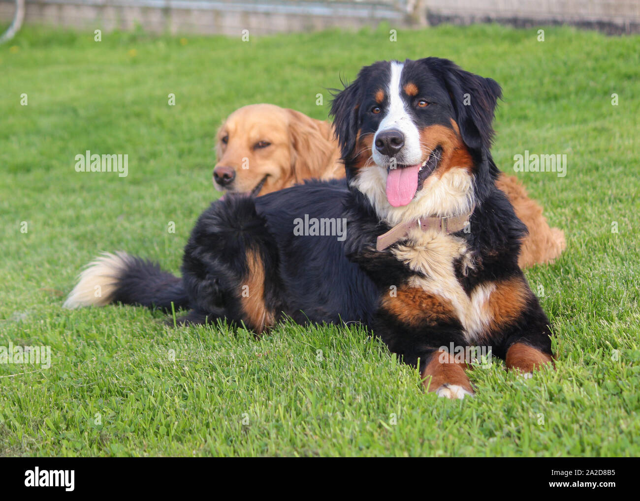 Berner Sennenhund mit Golden Retriever im Hintergrund Stockfotografie -  Alamy
