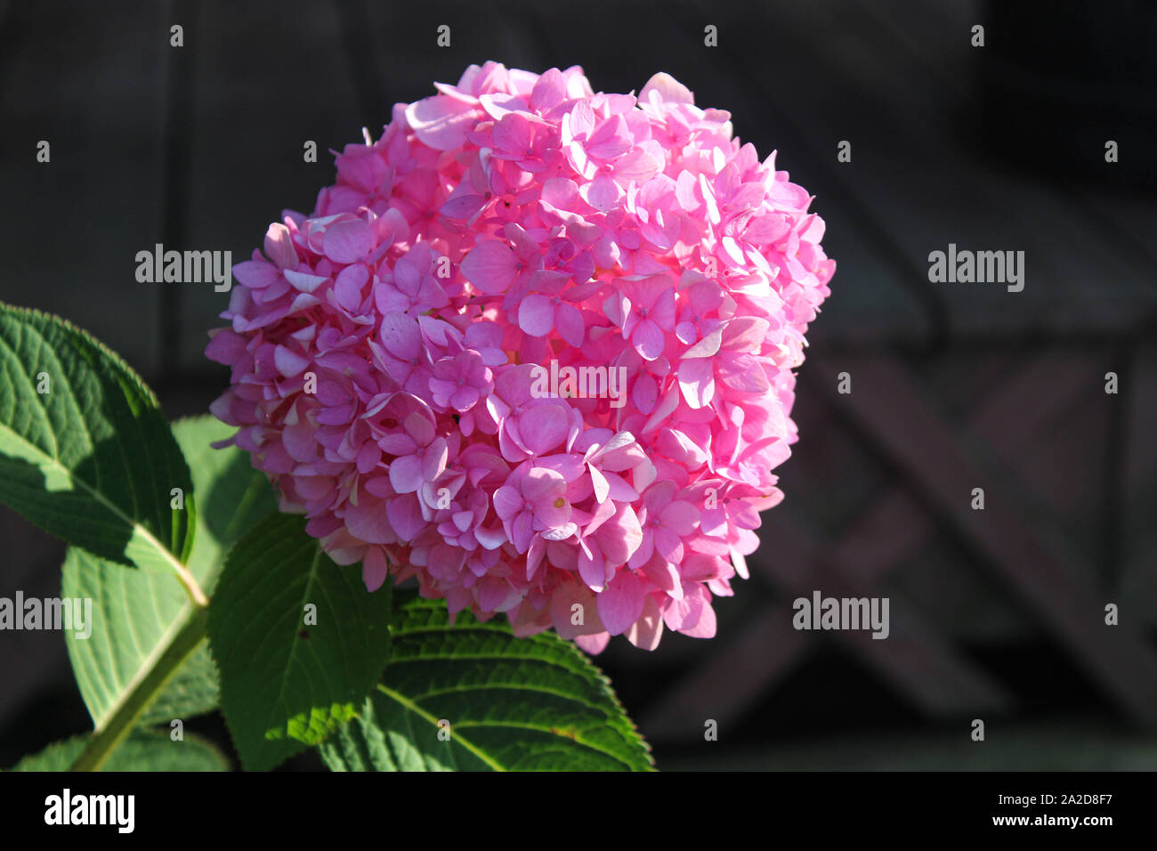 Nahaufnahme von Blooming Pink Hydrangea Blume mit Holz Hintergrund Stockfoto