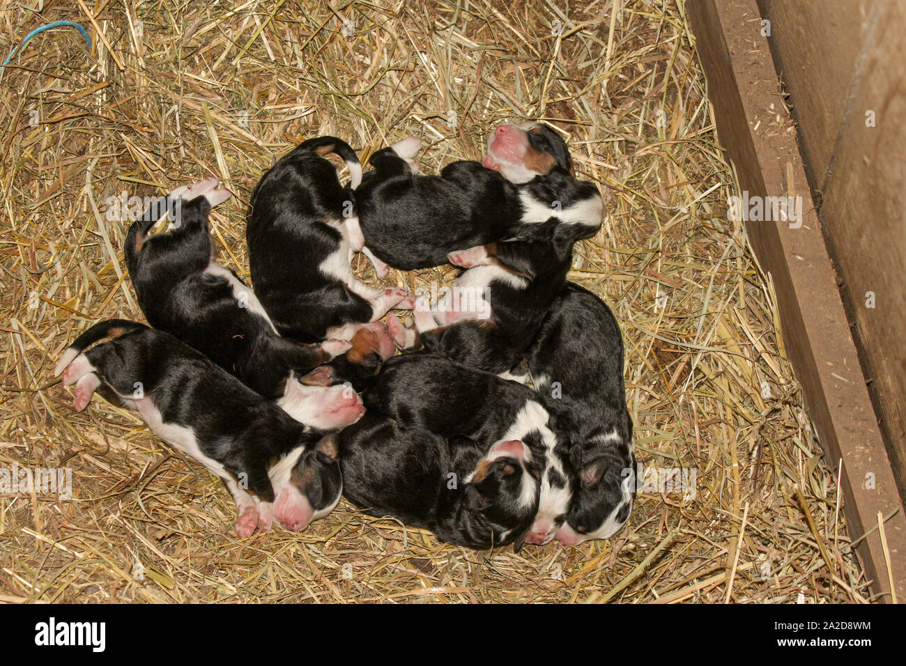 Neugeborene Mini Bernedoodle Welpen Liegen und Schlafen im Stroh Stockfoto