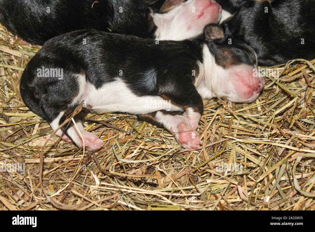 Neugeborene Mini Bernedoodle Welpen Liegen und Schlafen im Stroh Stockfoto