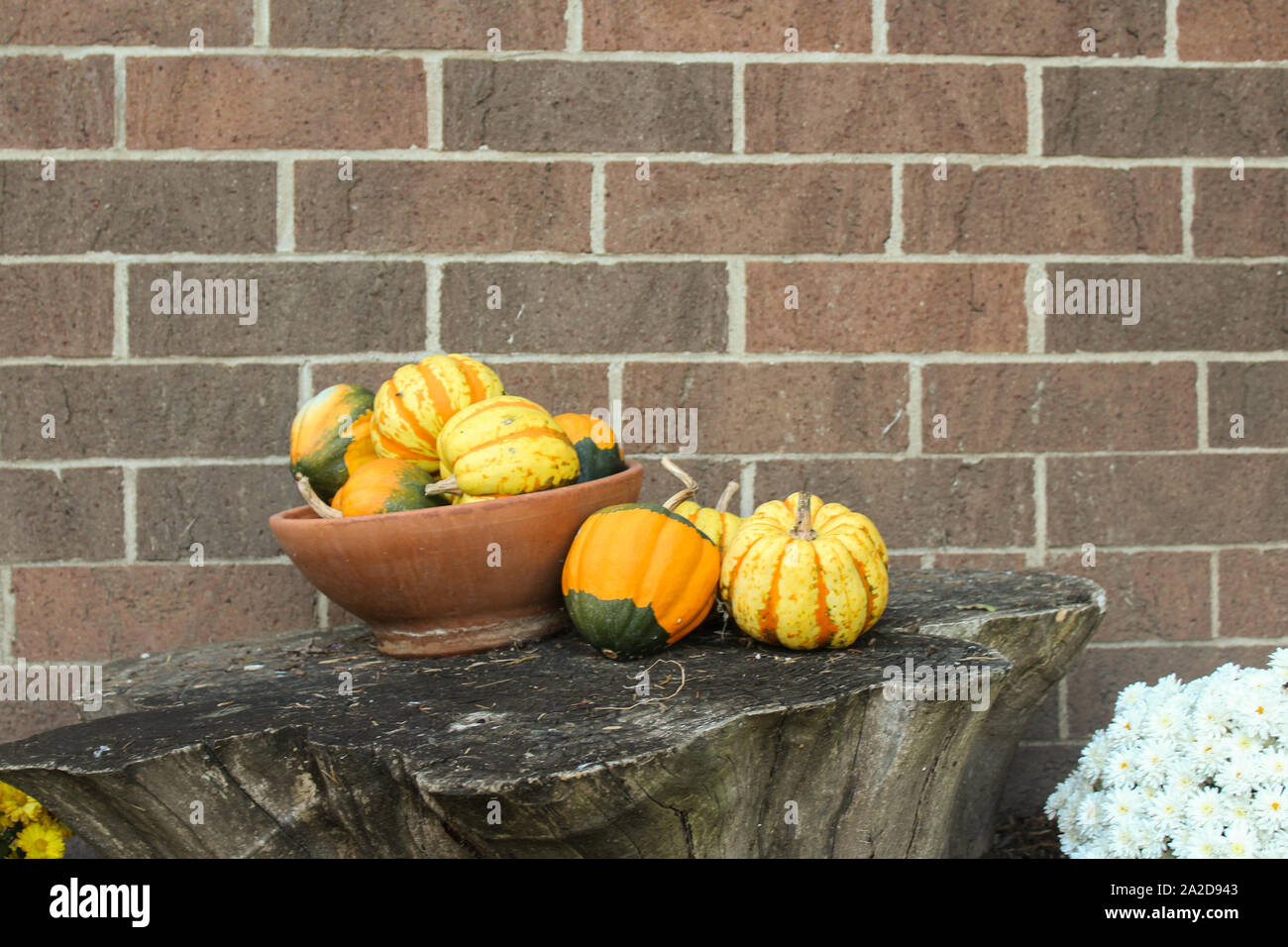 Herbst Kürbis Anordnung in der Schüssel Vor der Mauer Stockfoto