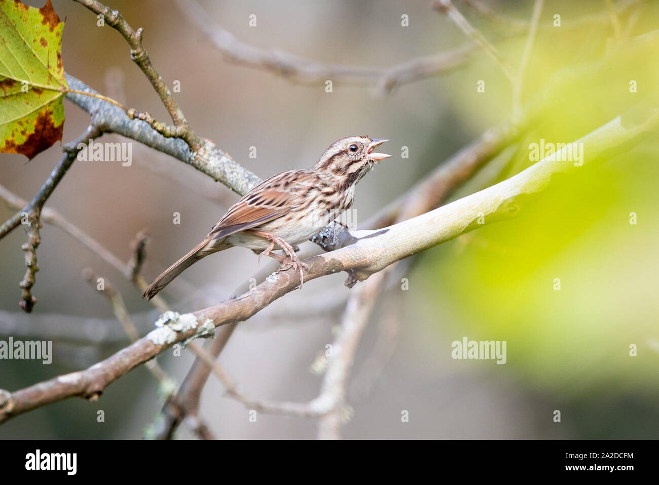 Eine songbird ruht im Morgenlicht. Stockfoto