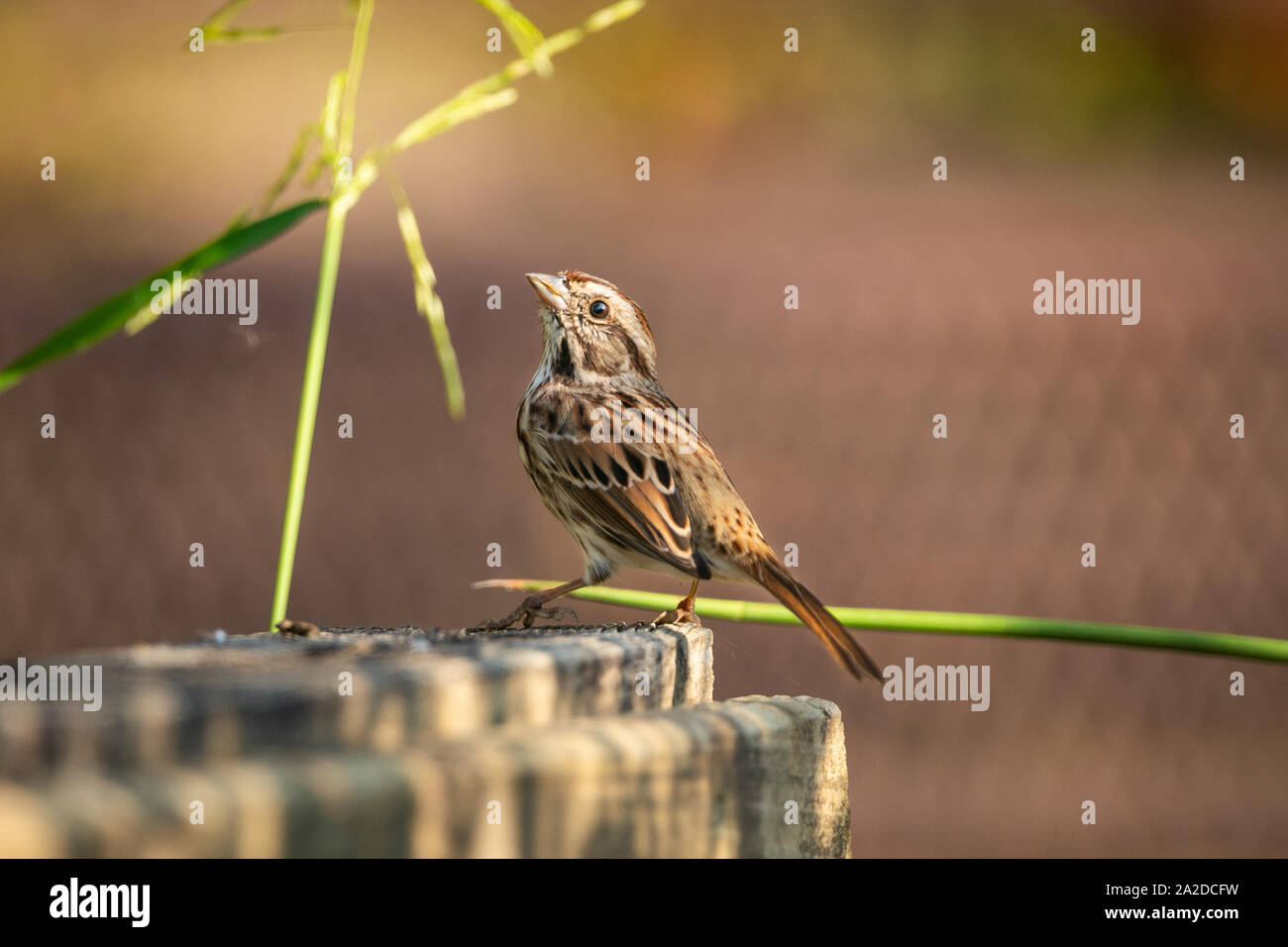 Eine songbird ruht im Morgenlicht. Stockfoto