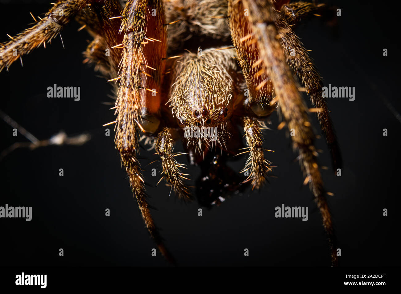 Ein orb - weaver Spider ruht in seiner Web. Stockfoto