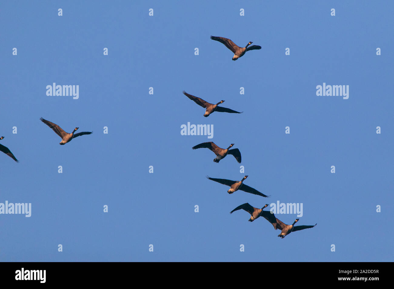Eine Herde von Kanadagänse im Flug. Stockfoto