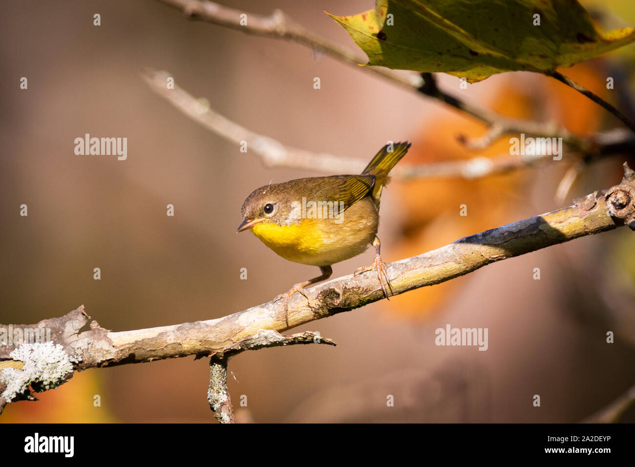 Eine weibliche Gelbe throated warbler Sitzstangen auf einem Ast. Stockfoto