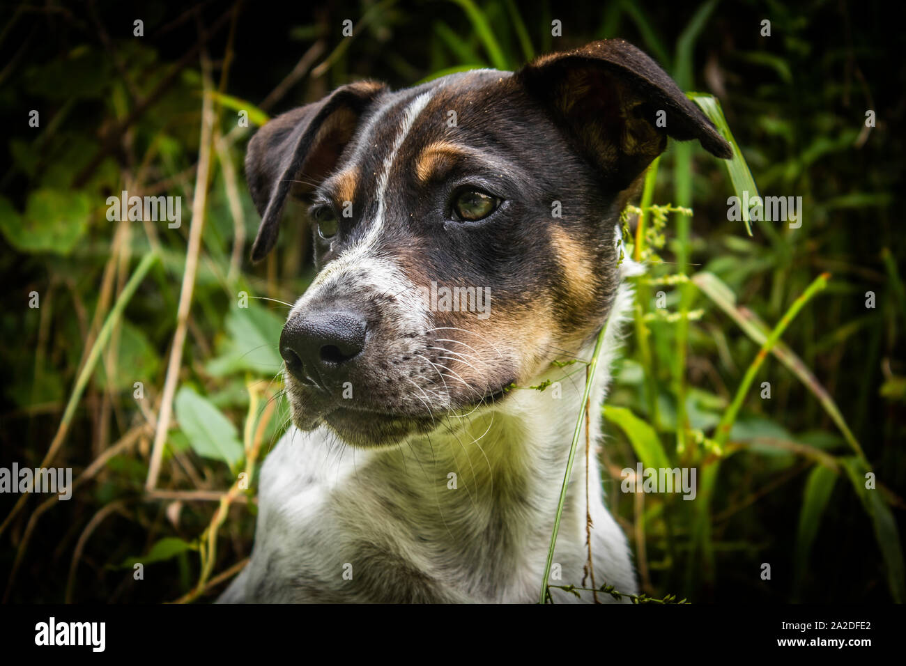 Ein Portrait eines jungen Hundes. Stockfoto