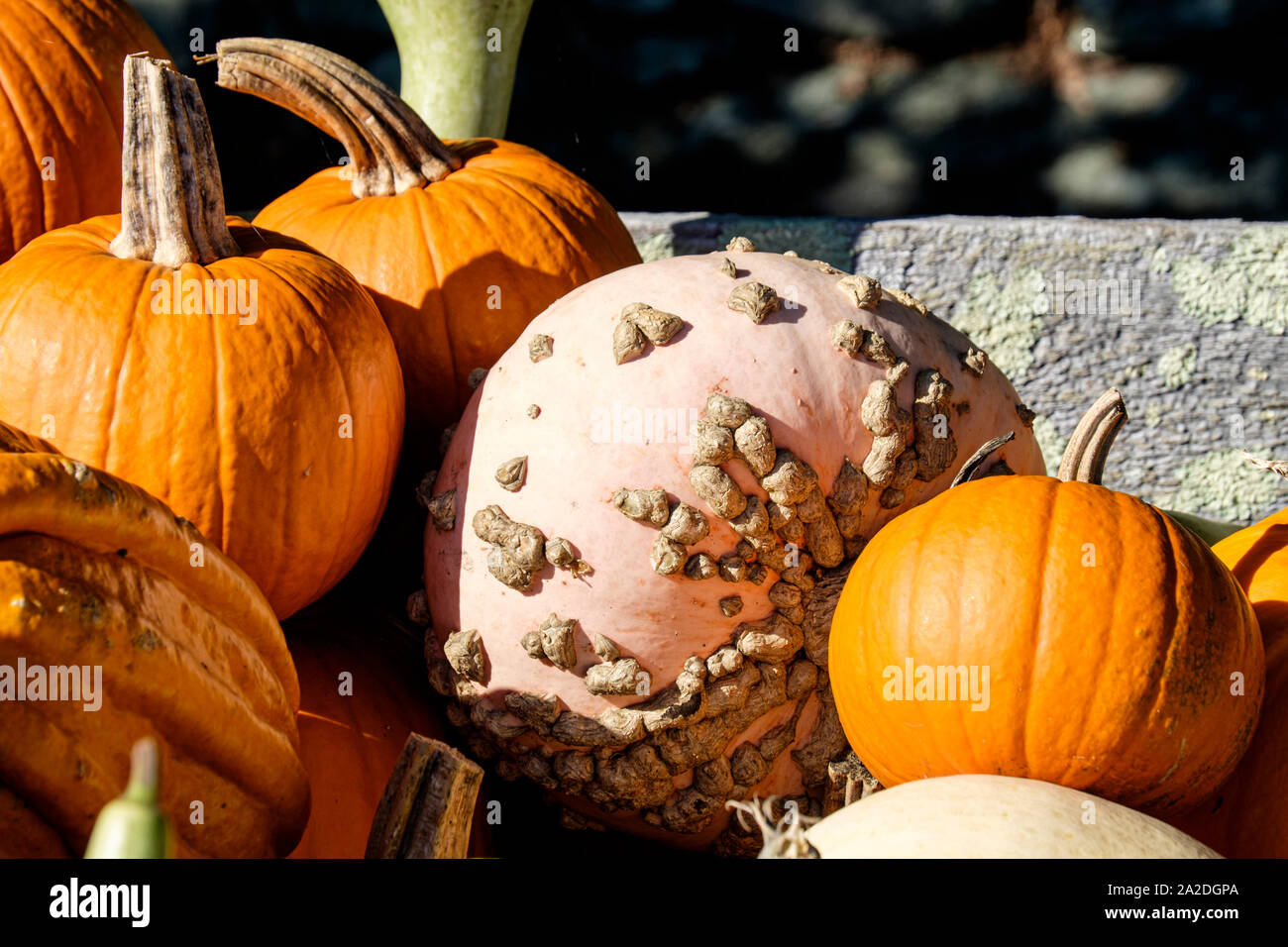 Kürbisse und andere Produkte an die Spaziergänger am Straßenrand bei 261 W Main Rd 02837 Little Compton, Rhode Island, USA Stand Stockfoto