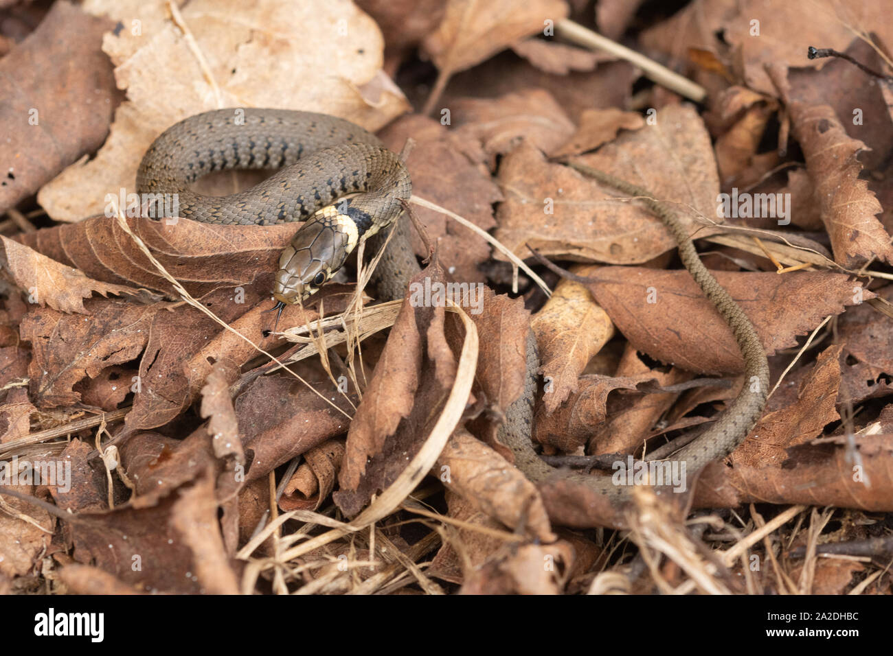 Junge Ringelnatter (Natrix natrix Helvetica), ein Baby Reptil, Großbritannien Stockfoto