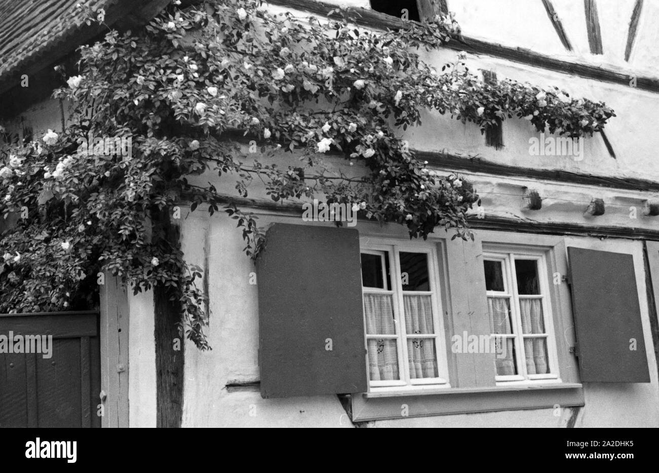 Eine Rosenhecke einem alten Bauernhaus in Schifferstadt, Deutschland 1930er Jahre. Absicherung der Rosen auf einem alten Bauernhof in Schifferstadt, Deutschland 1930. Stockfoto