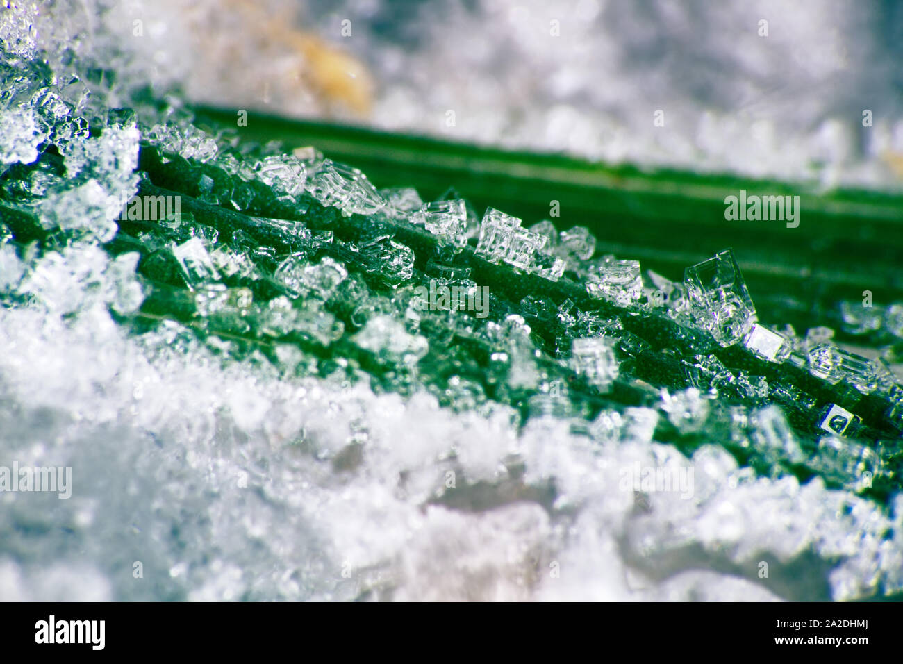 Ice-Werk. Eis spicule erschien auf grüne Blätter wegen eines unerwarteten Frost. Foto Raureif mit Anwendung der ultra Vergrößerung, Schönheit des Eises cr Stockfoto