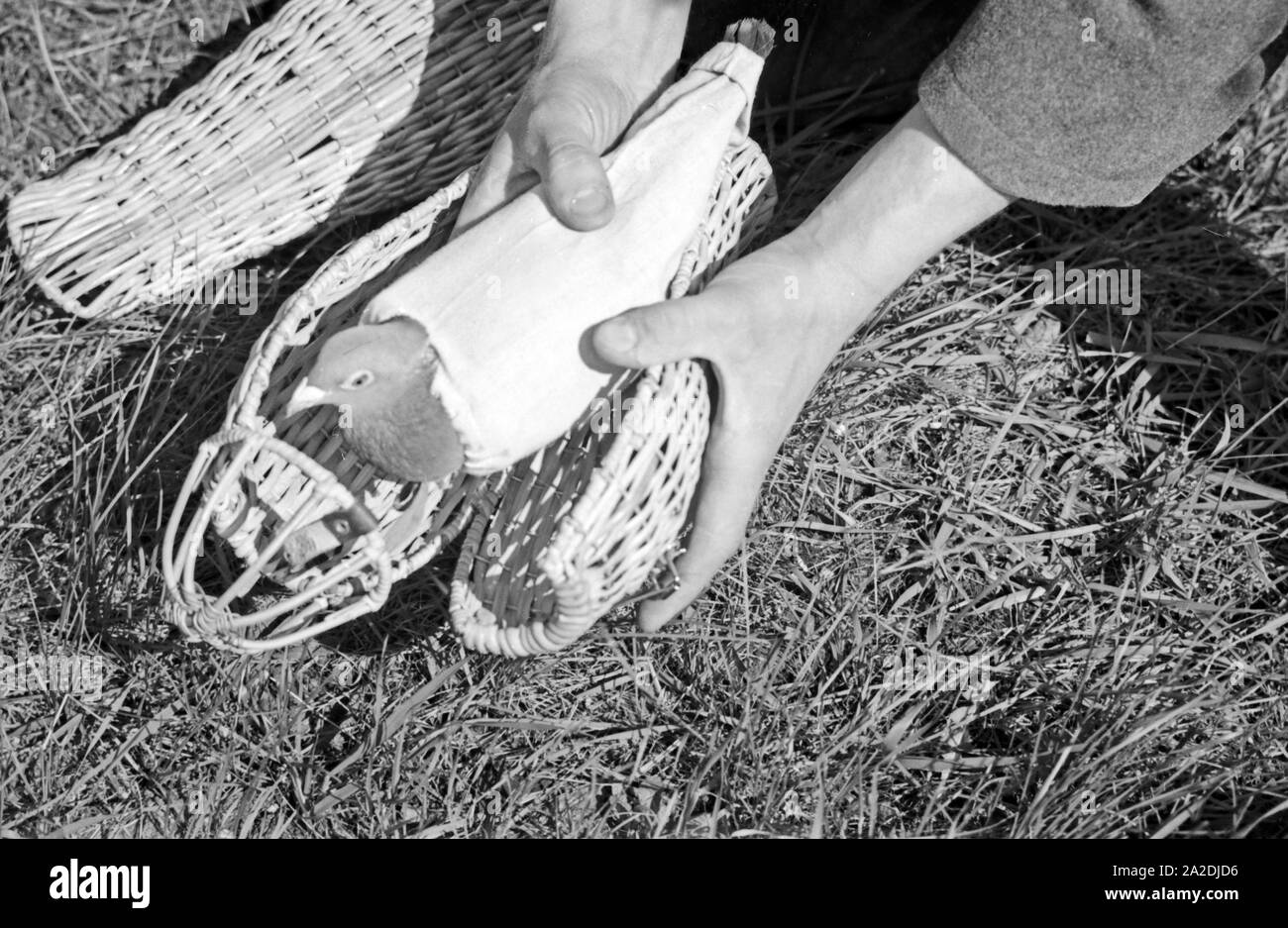 Eine Brieftaube Brieftauben Heeres der Anstalt in Berlin Spandau, Deutschland 1930er Jahre. Eine Brieftaube des Heeres Brieftauben Anstalt, Deutschland 1930. Stockfoto