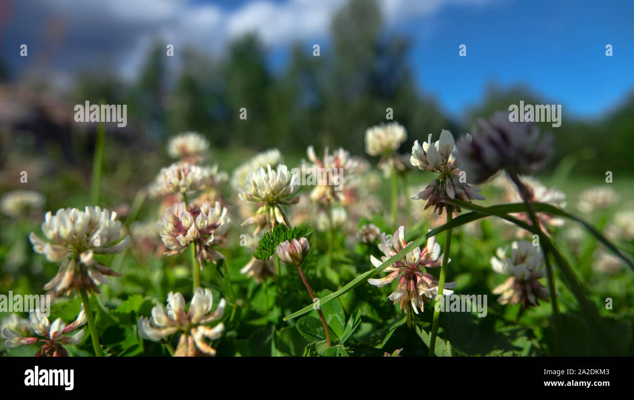 Weißer Klee am Rande des Feld gegen den Hain Stockfoto