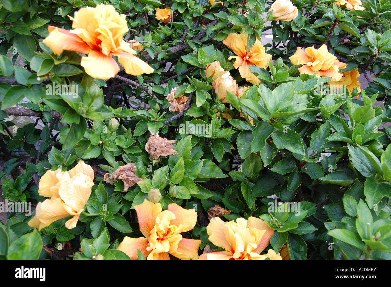 Hibiskus baum Fotos und Bildmaterial in hoher Auflösung Alamy