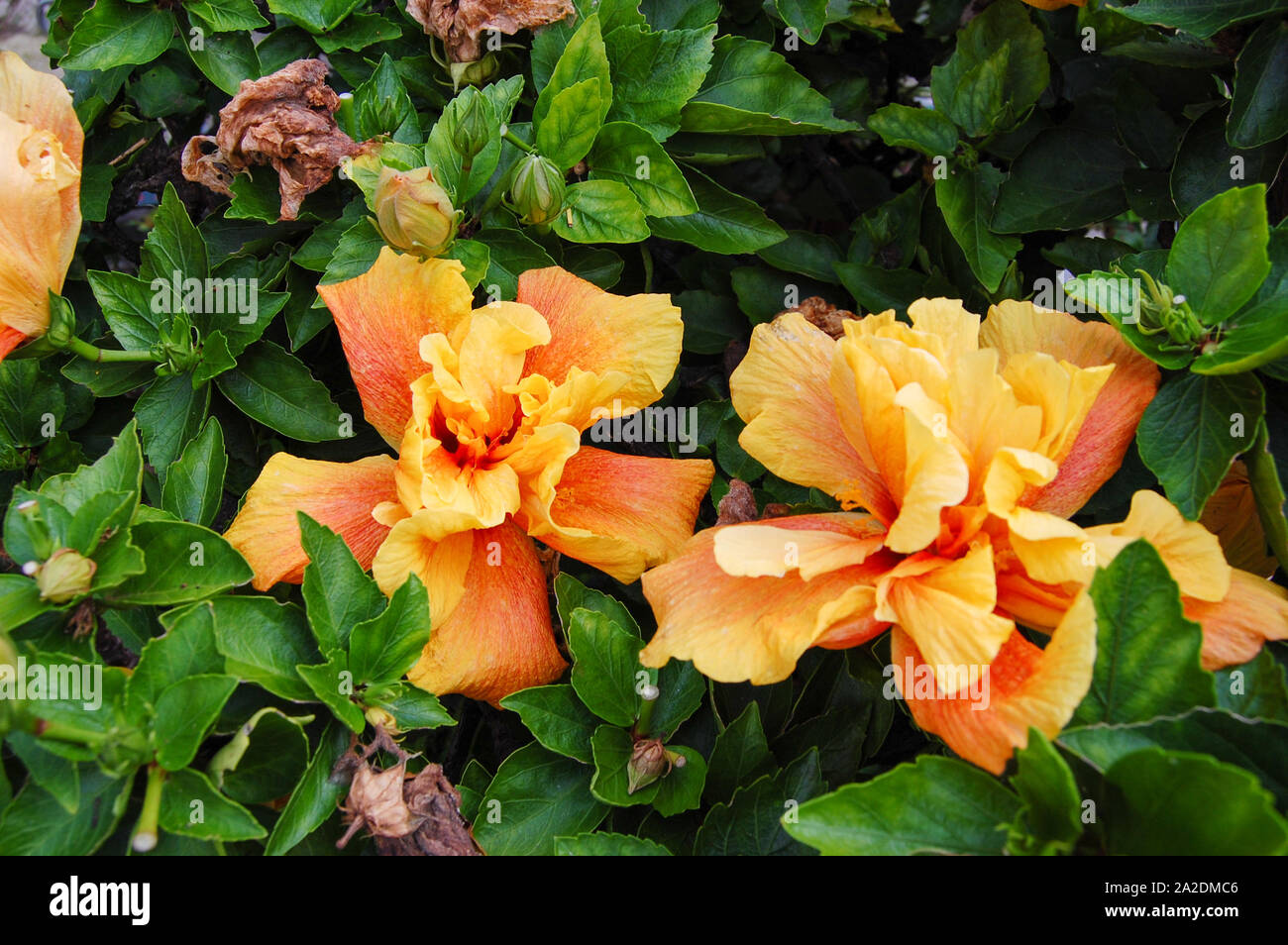 Hibiscus Baum mit gelben Blumen Stockfoto