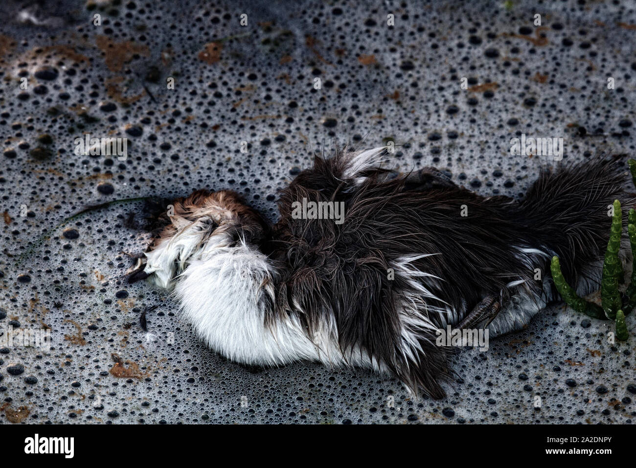 Die entlein, verloren Birdy merganser Enten schwimmen auf Wellen von dichten Schaum. Vielleicht Küken gestorben, weil der Wasserverschmutzung, Vergiftung von Tieren Stockfoto