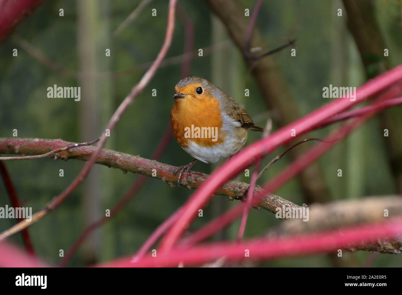 Robin in einem Land Garten Hecke im Herbst Stockfoto