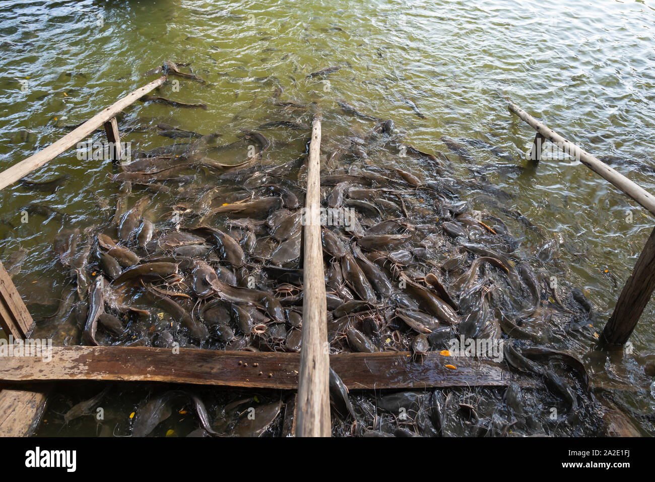 Katze, Fische, die in einem Teich in Asien Stockfoto
