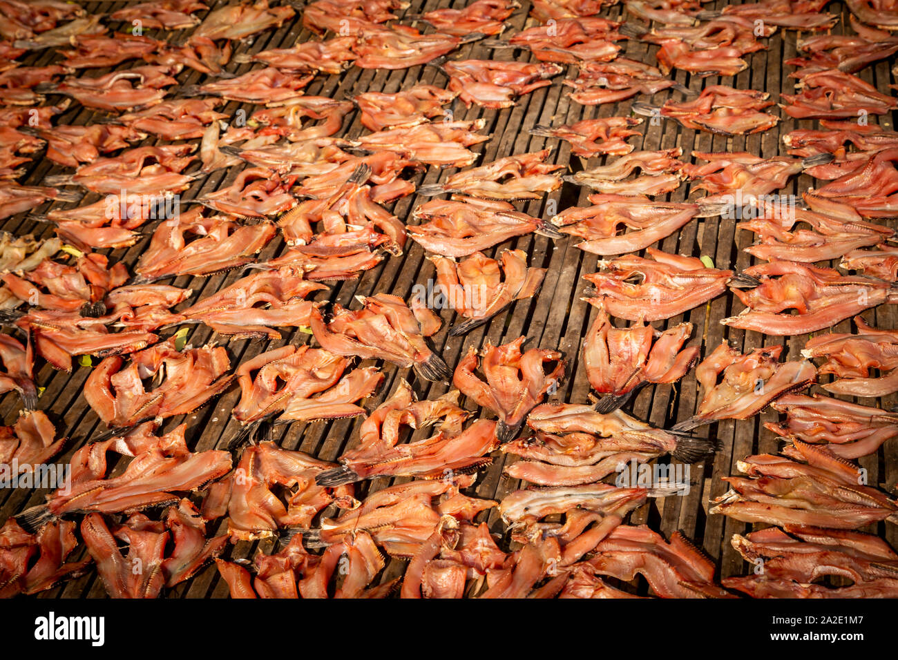Fische trocknen auf der Straße in Asien Stockfoto